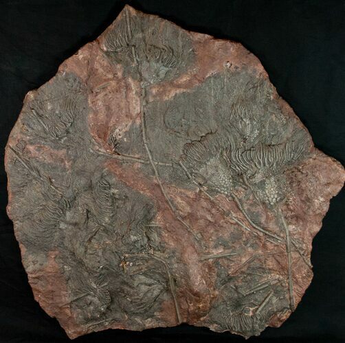 Large x Scyphocrinites Crinoid Plate - Morocco #10466